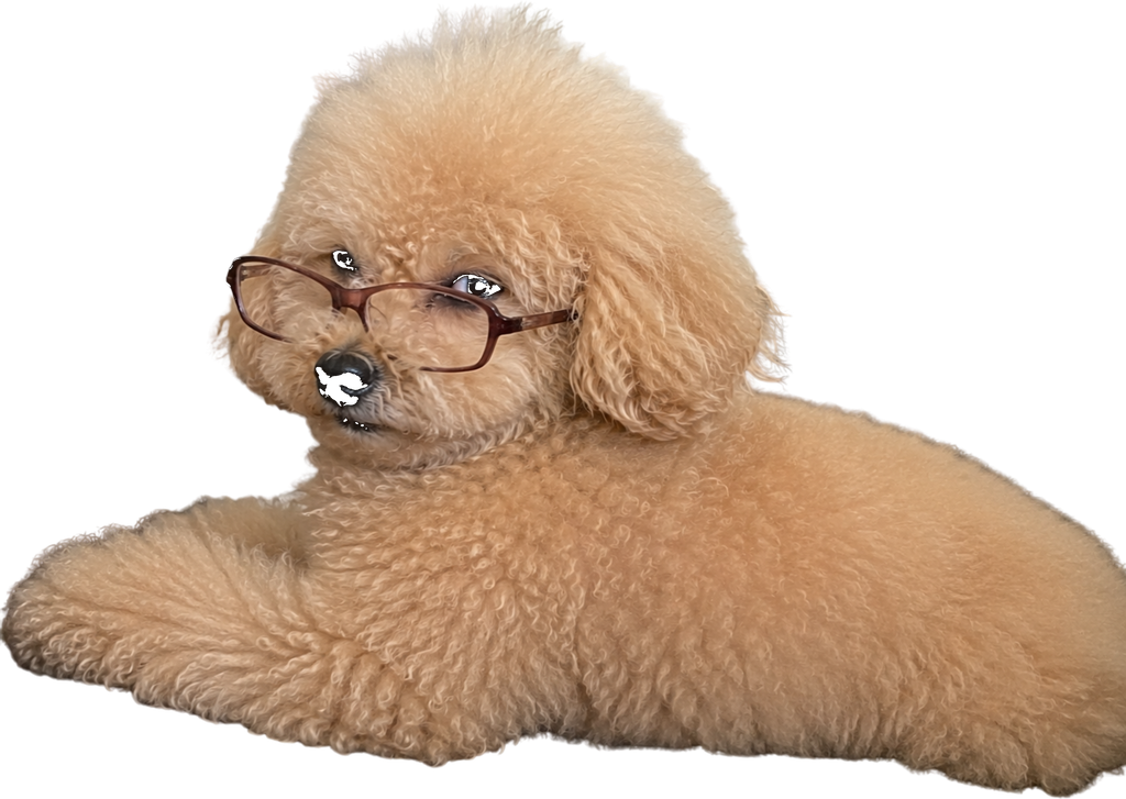 Poodle